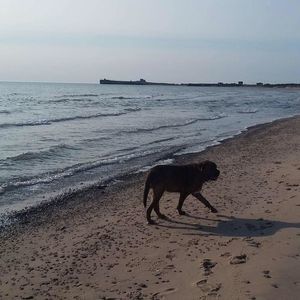 Meet your Posher, Sophie